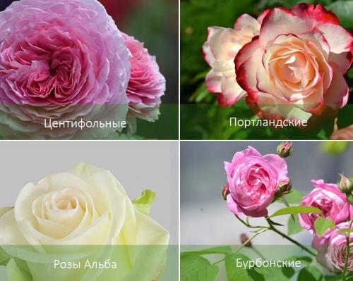 Как ухаживать за розами в саду. Садовые розы: виды и сорта, посадка и уход