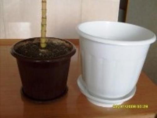 Как подобрать большой горшок для цветка. Формы 01 Как подобрать большой горшок для цветка. Формы 01