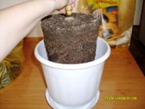 Как подобрать большой горшок для цветка. Формы 05 Как подобрать большой горшок для цветка. Формы 05