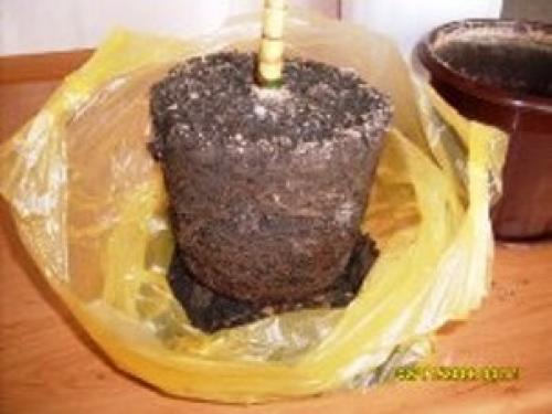 Как подобрать большой горшок для цветка. Формы 02 Как подобрать большой горшок для цветка. Формы 02