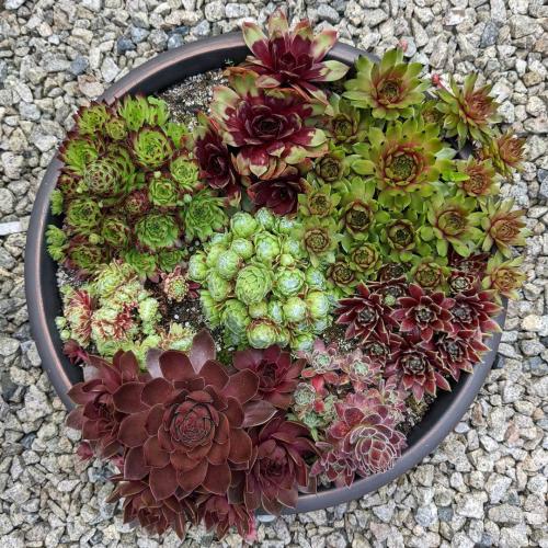 Многолетние цветы для дачи. Добавление статьи в новую подборку 23