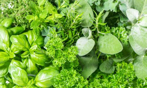 10 многолетников для сухих и тенистых мест. Многолетние цветы и кустарники для тенистого сада 14