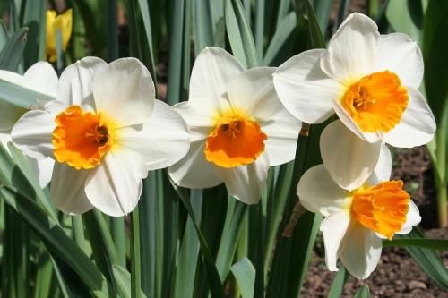 Многолетние цветы каталог. 50 самых неприхотливых цветов для дачи: многолетники и однолетние для ленивых и работяг