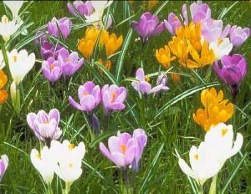 Многолетние цветы, цветущие все лето. Обзор многолетних цветов для дачи с фото и названиями