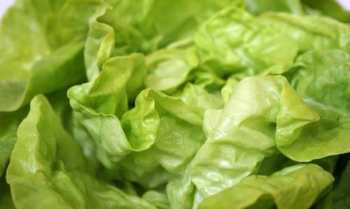 10 многолетников для сухих и тенистых мест. Многолетние цветы и кустарники для тенистого сада 06