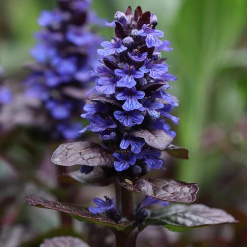 Многолетние цветы для дачи. Добавление статьи в новую подборку 24