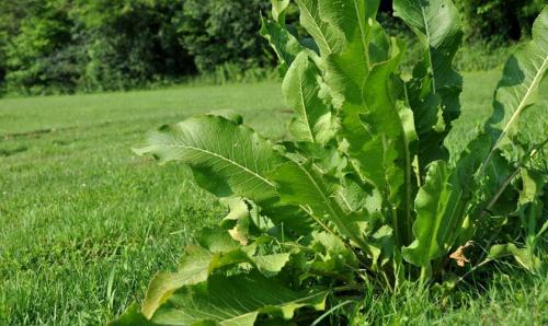 10 многолетников для сухих и тенистых мест. Многолетние цветы и кустарники для тенистого сада 10