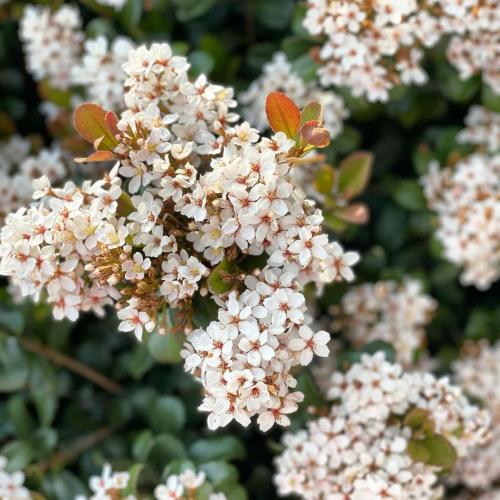 Многолетние цветы для дачи. Добавление статьи в новую подборку 20