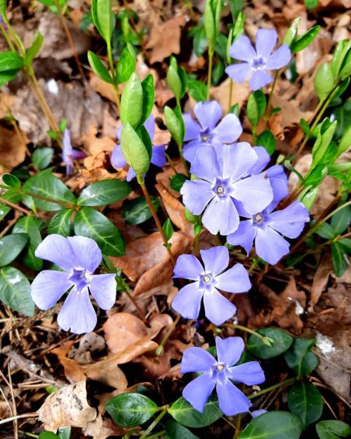 Многолетние цветы для дачи. Добавление статьи в новую подборку 21