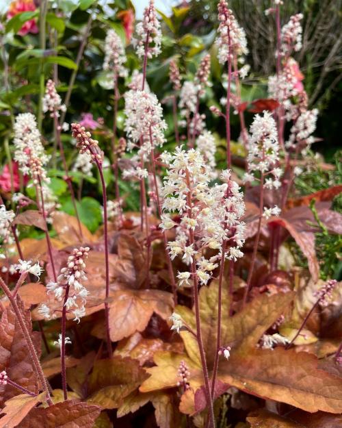 Многолетние цветы для дачи. Добавление статьи в новую подборку 16