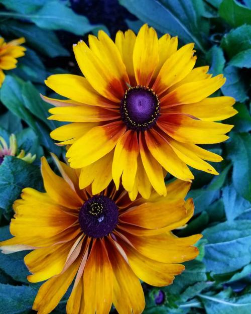 Многолетние цветы для дачи. Добавление статьи в новую подборку 19