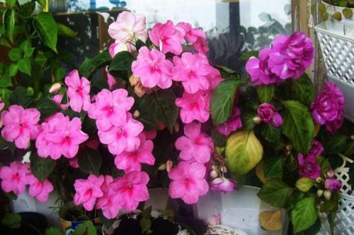 Неприхотливые комнатные цветы. Самые неприхотливые комнатные цветы