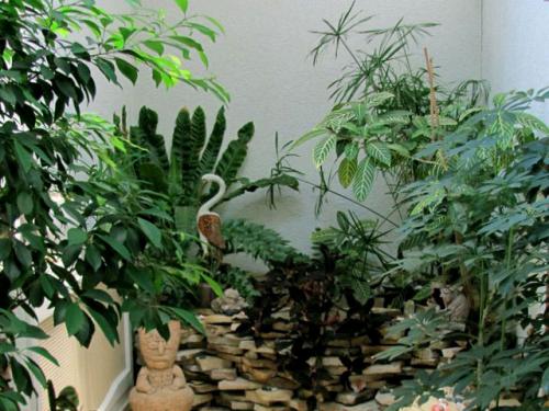 Неприхотливые комнатные растения тенелюбивые. 33 тенелюбивые комнатные растения с минимальными требованиями к освещению