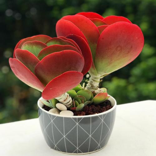 Комнатные цветы цветущие. Самые красивые цветущие комнатные цветы фото и названия