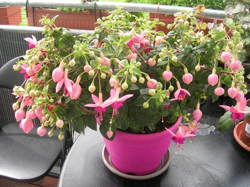 11 неприхотливых комнатных цветов. Засухоустойчивые комнатные растения 16 11 неприхотливых комнатных цветов. Засухоустойчивые комнатные растения 16