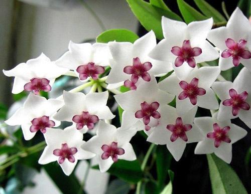 11 неприхотливых комнатных цветов. Засухоустойчивые комнатные растения 17 11 неприхотливых комнатных цветов. Засухоустойчивые комнатные растения 17