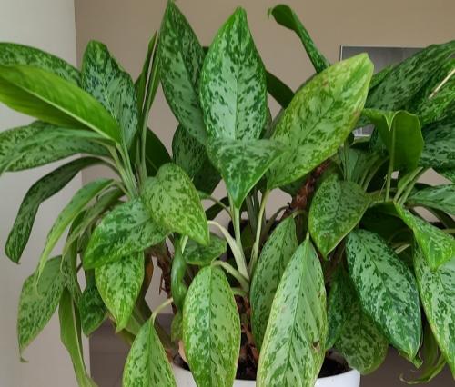 Неприхотливые комнатные растения тенелюбивые. 33 тенелюбивые комнатные растения с минимальными требованиями к освещению