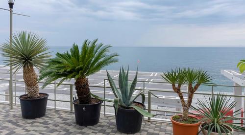 11 неприхотливых комнатных цветов. Засухоустойчивые комнатные растения 10 11 неприхотливых комнатных цветов. Засухоустойчивые комнатные растения 10