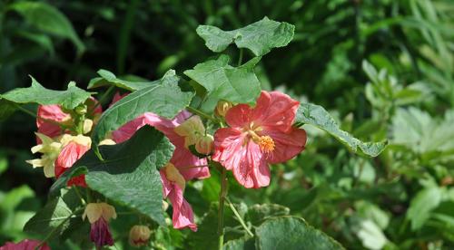 11 неприхотливых комнатных цветов. Засухоустойчивые комнатные растения 09 11 неприхотливых комнатных цветов. Засухоустойчивые комнатные растения 09