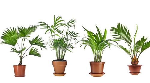 20 неприхотливых комнатных цветов. Красивые и неприхотливые домашние цветы 19 20 неприхотливых комнатных цветов. Красивые и неприхотливые домашние цветы 19