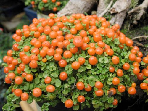 Низкорослые комнатные цветы. Декоративно-лиственные растения