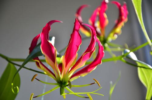 Комнатные растения, которые нельзя. Самые ядовитые