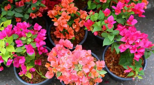 Для ленивых и забывчивых. 5 комнатных растений для ленивых 30