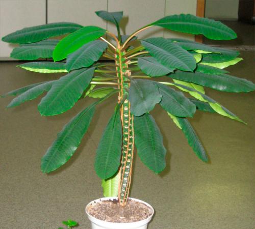 Для ленивых и забывчивых. 5 комнатных растений для ленивых