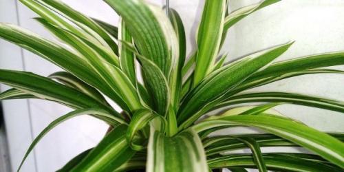 20 неубиваемых домашних растений, которые выживут почти без ухода