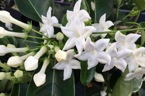 Какие комнатные растения растут. Вьющиеся комнатные цветы