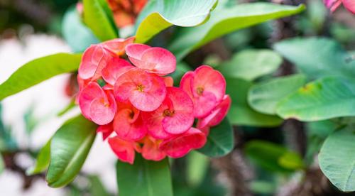 Для ленивых и забывчивых. 5 комнатных растений для ленивых 09