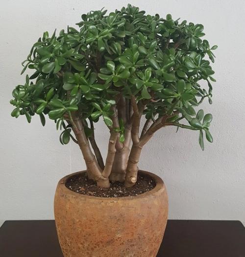 Для ленивых и забывчивых. 5 комнатных растений для ленивых