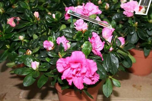 Комнатные растения, которые нельзя. Самые ядовитые