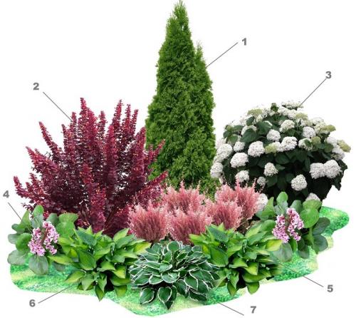 Композиции с туей. Сочетание туи с другими растениями в ландшафтном дизайне