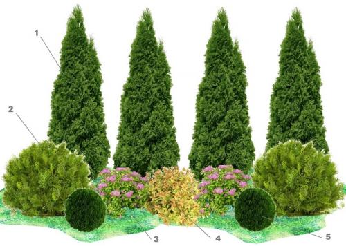 Композиции с туей. Сочетание туи с другими растениями в ландшафтном дизайне