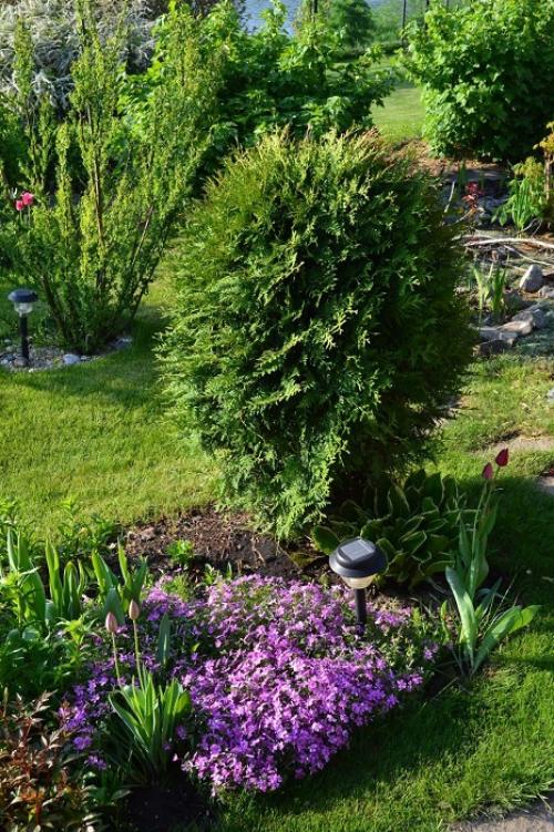 Композиции с туей. Сочетание туи с другими растениями в ландшафтном дизайне