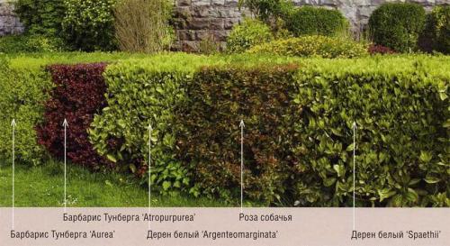 Быстрорастущая живая изгородь. Живая изгородь на даче своими руками: какие растения лучше применить