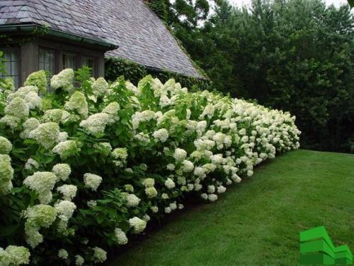 Дешевая живая изгородь.  Достоинства изгородей из живых саженцев