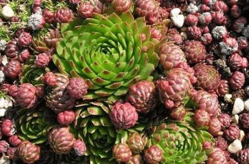 14 самых неприхотливых комнатных растений. Самые неприхотливые домашние растения 06