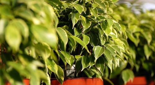 14 самых неприхотливых комнатных растений. Самые неприхотливые домашние растения 27