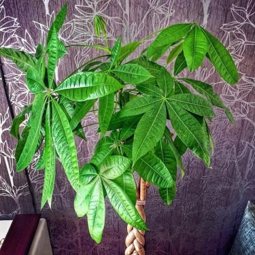 14 самых неприхотливых комнатных растений. Самые неприхотливые домашние растения 12