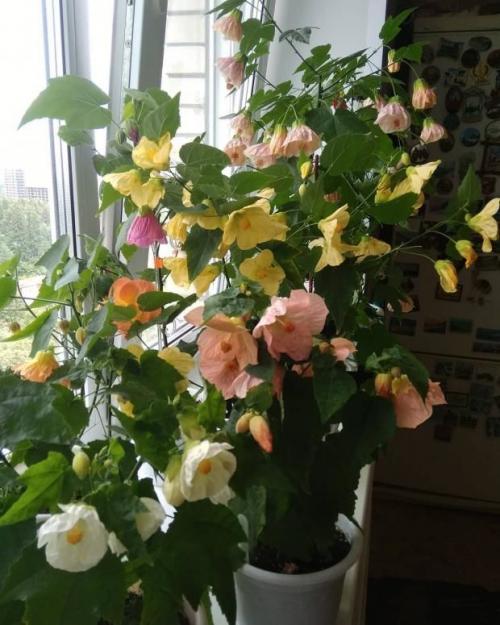 14 самых неприхотливых комнатных растений. Самые неприхотливые домашние растения 16