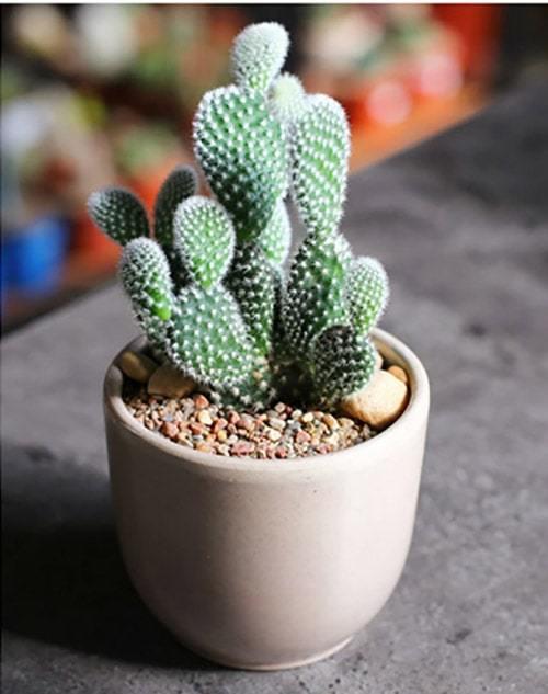 14 самых неприхотливых комнатных растений. Самые неприхотливые домашние растения 01