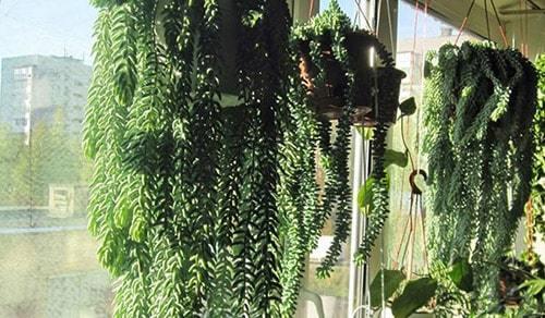 14 самых неприхотливых комнатных растений. Самые неприхотливые домашние растения 09