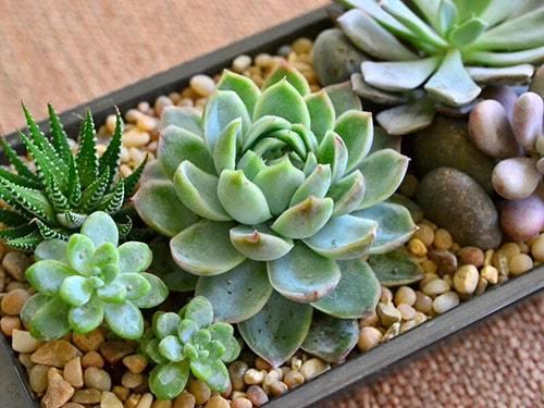 14 самых неприхотливых комнатных растений. Самые неприхотливые домашние растения 05