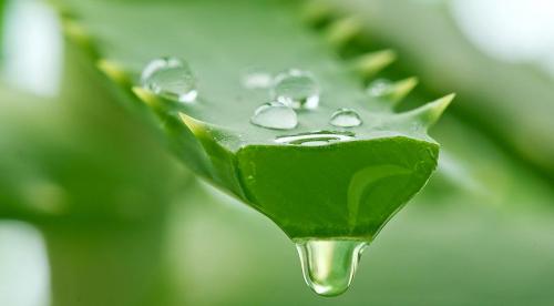 14 самых неприхотливых комнатных растений. Самые неприхотливые домашние растения 19