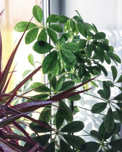 14 самых неприхотливых комнатных растений. Самые неприхотливые домашние растения 10