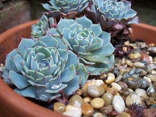 14 самых неприхотливых комнатных растений. Самые неприхотливые домашние растения 03