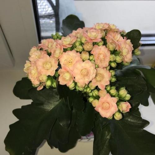 14 самых неприхотливых комнатных растений. Самые неприхотливые домашние растения 13