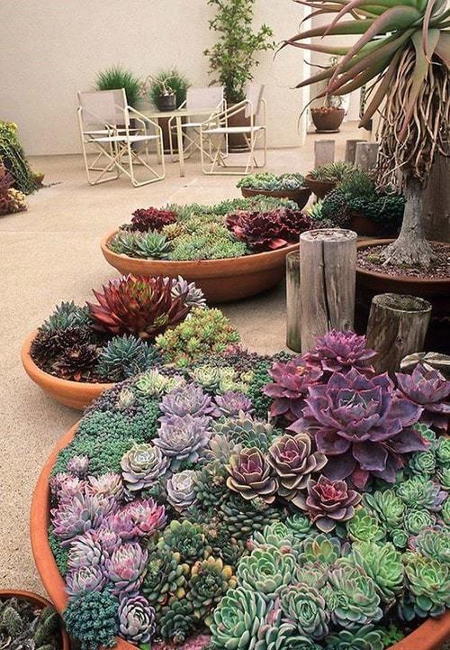 14 самых неприхотливых комнатных растений. Самые неприхотливые домашние растения 08